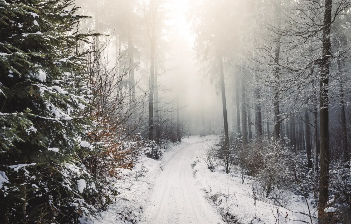 Photo wallpaper winter, road, forest, fog
