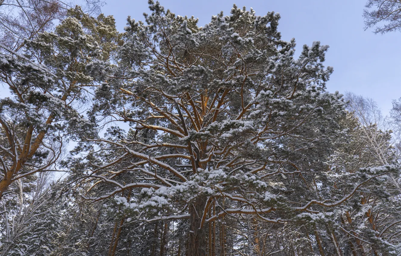 Photo wallpaper winter, snow, trees, pine