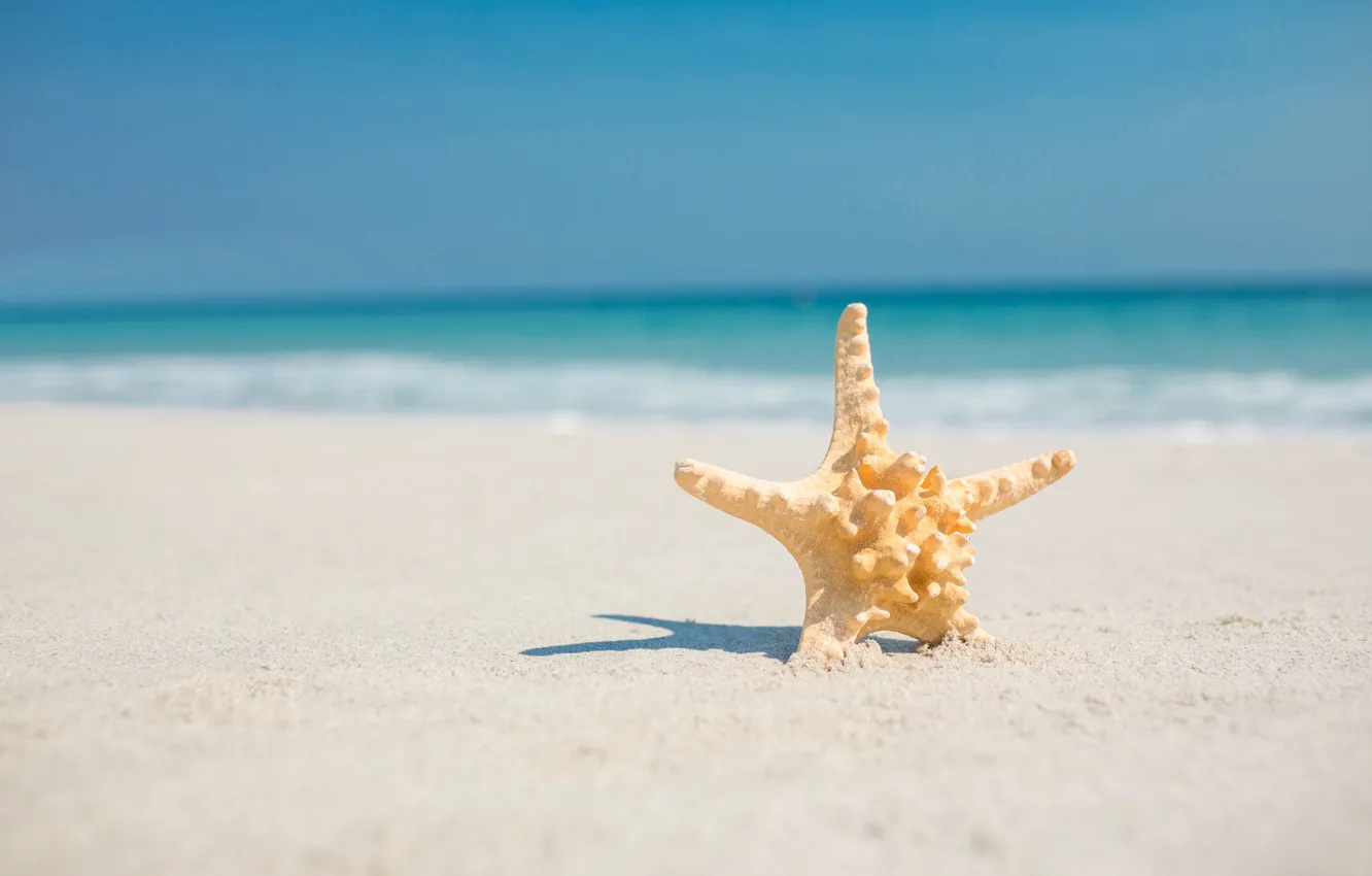 Photo wallpaper sand, sea, beach, star, summer, beach, sea, sand