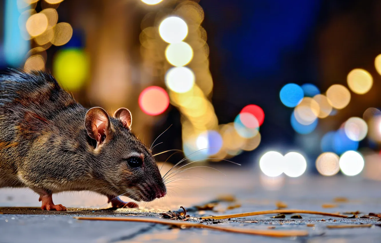 Photo wallpaper rat, AI Art