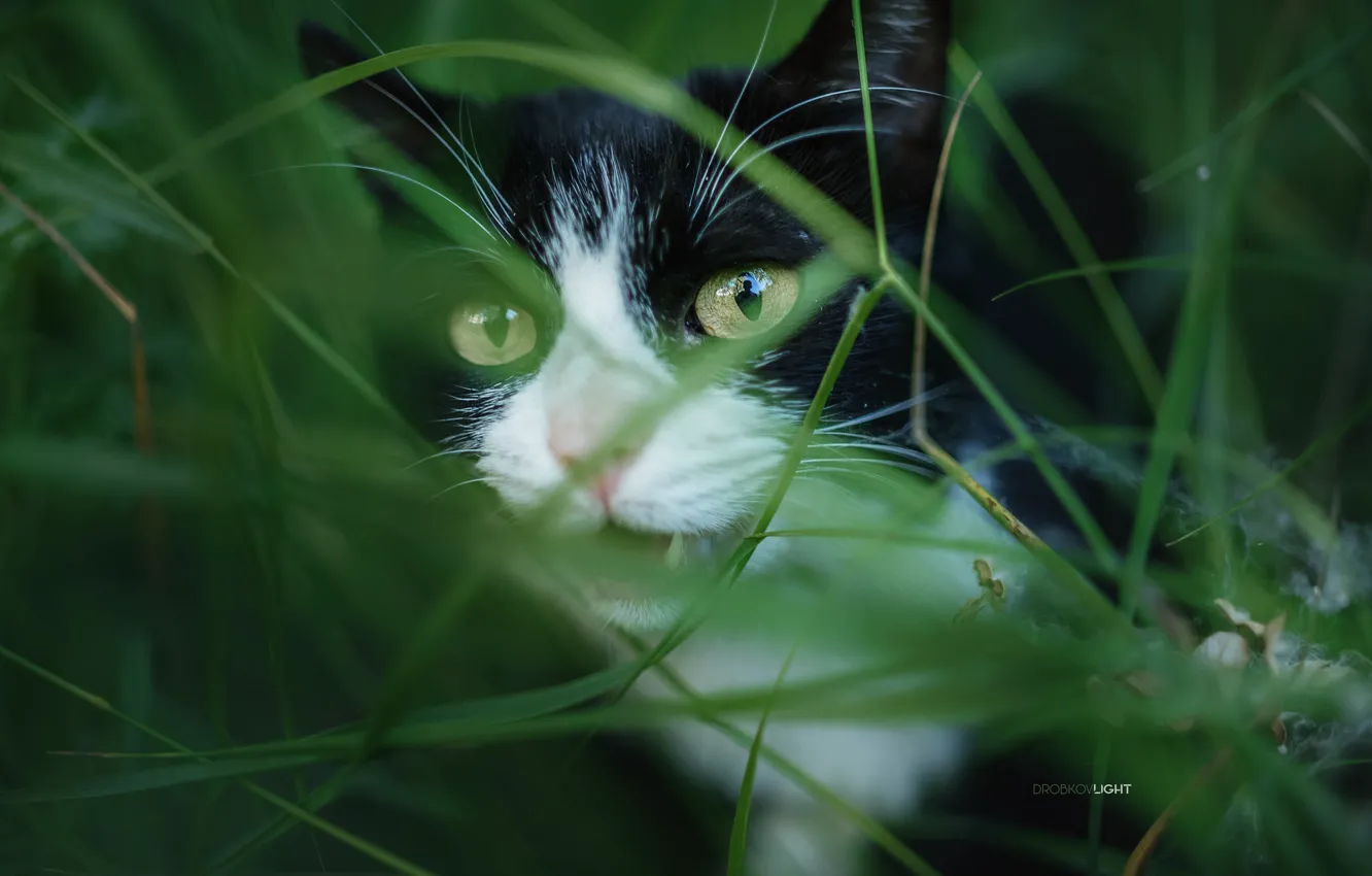 Photo wallpaper cat, grass, cat, Alexander Drobkov-Light