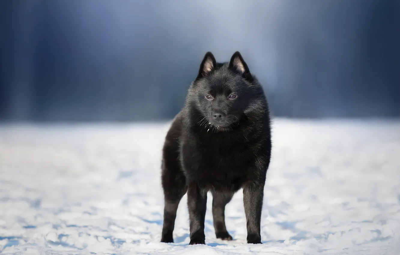 Photo wallpaper winter, snow, nature, dog, dog, Schipperke, Anna Oris