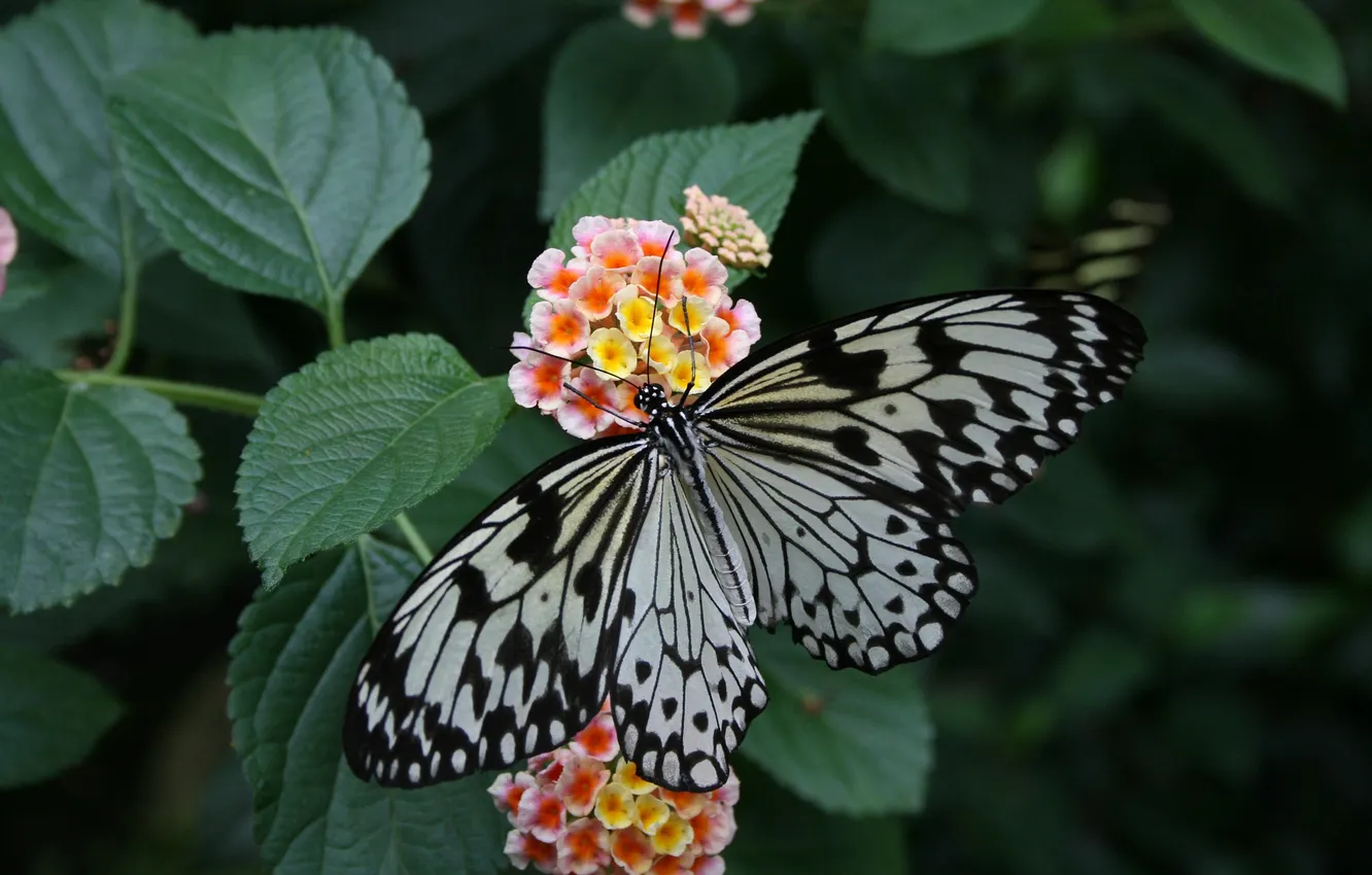 Photo wallpaper flowers, macro, butterfly, wings, beautiful, closeup