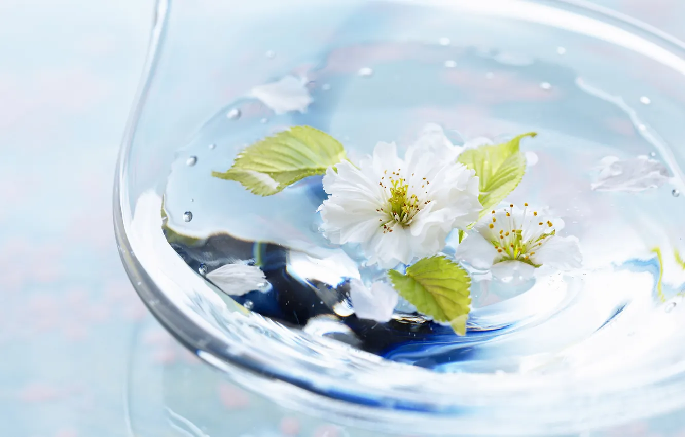 Photo wallpaper flower, glass, leaves, drops, petals, vase, Light