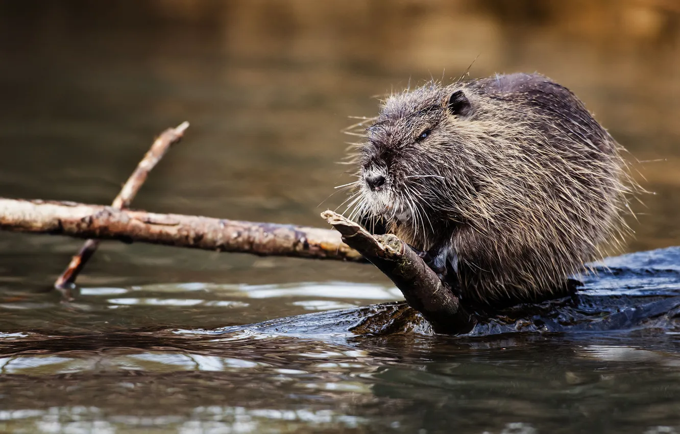 Photo wallpaper water, branches, nutria