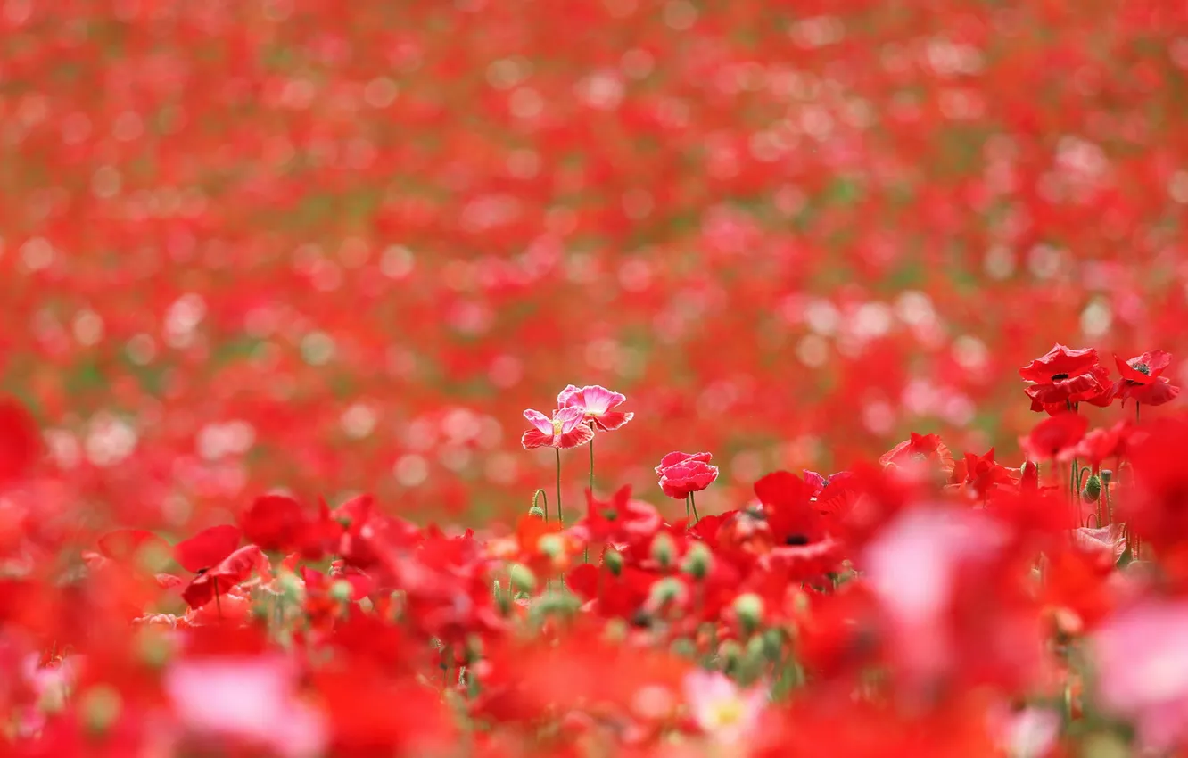 Photo wallpaper summer, flowers, Maki