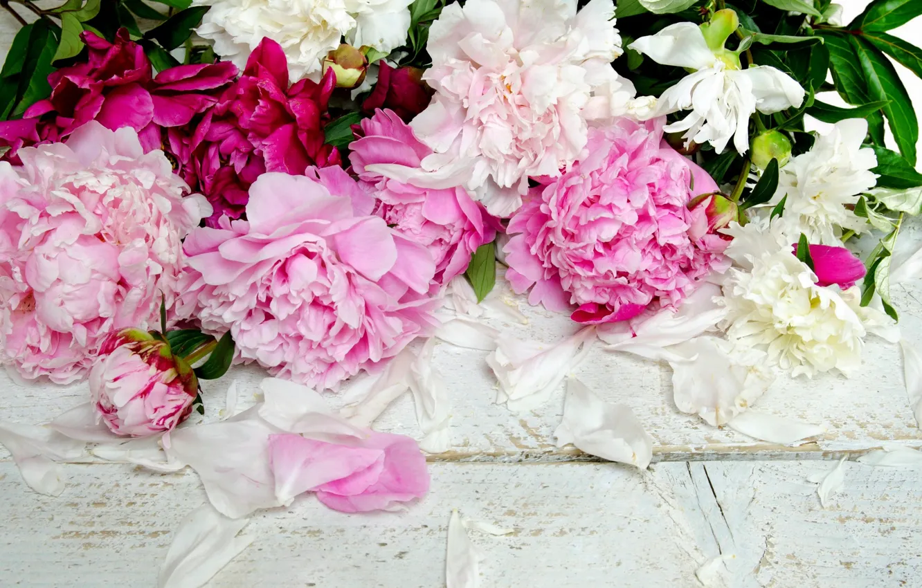 Photo wallpaper flowers, petals, buds, peonies
