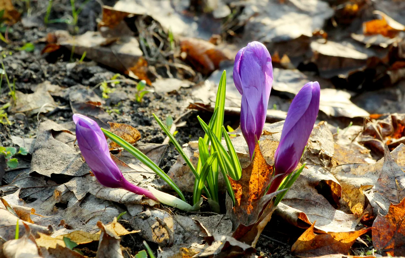 Photo wallpaper flower, spring, Crocus