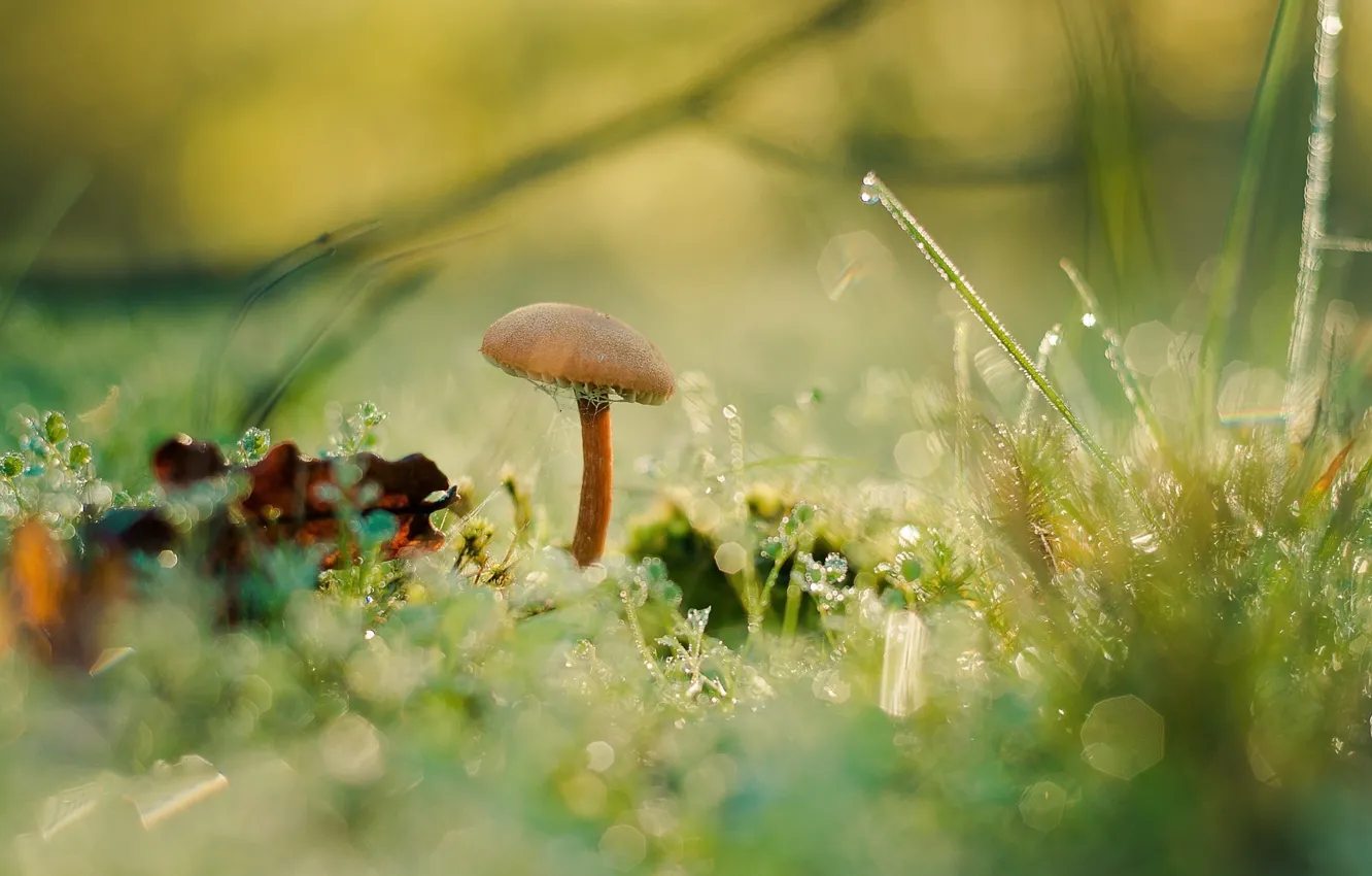 Photo wallpaper grass, Rosa, mushrooms, moss, bokeh, fungus, Antonio Coelho