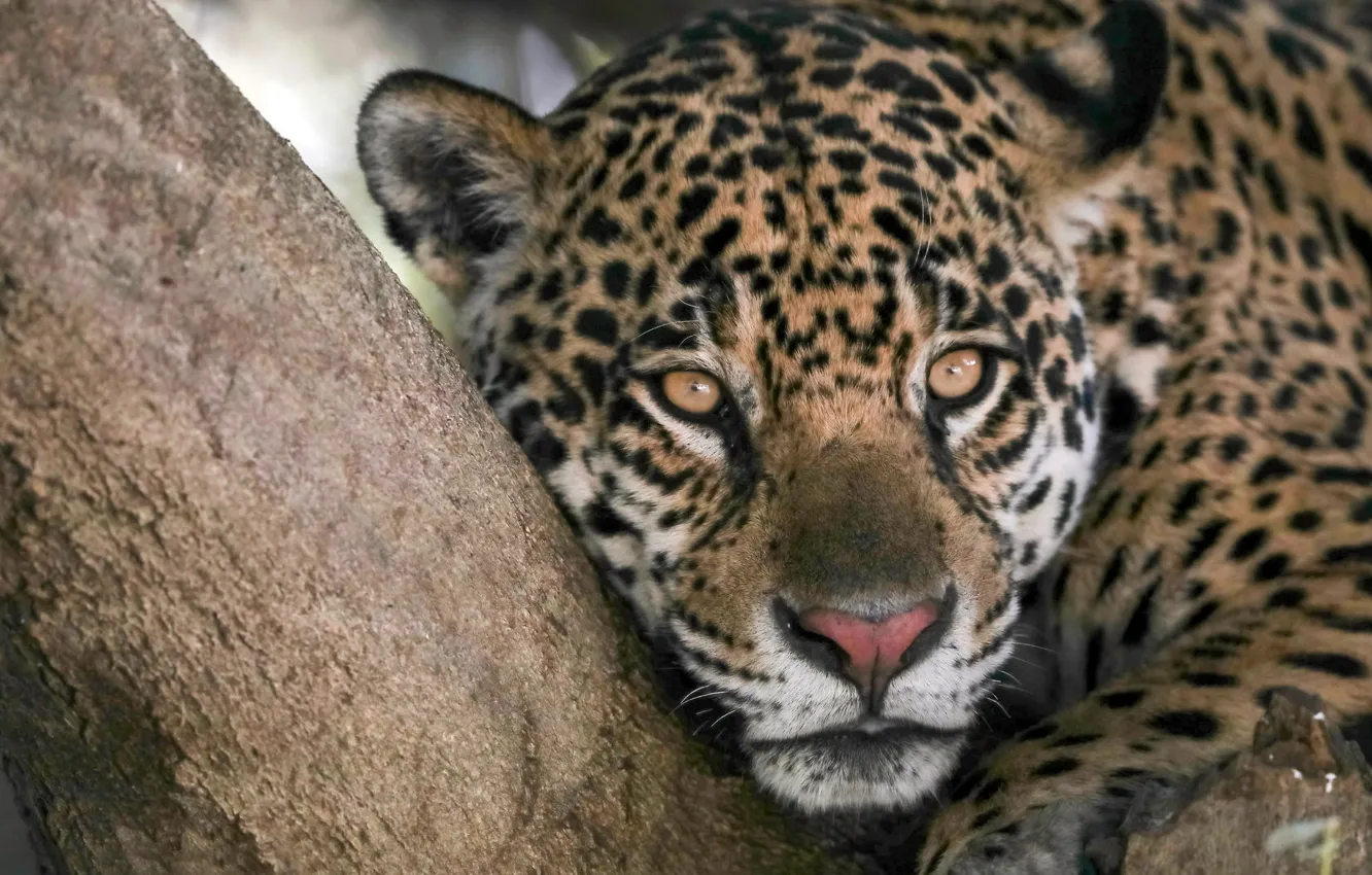 Photo wallpaper look, face, tree, predator, Jaguar, wild cat
