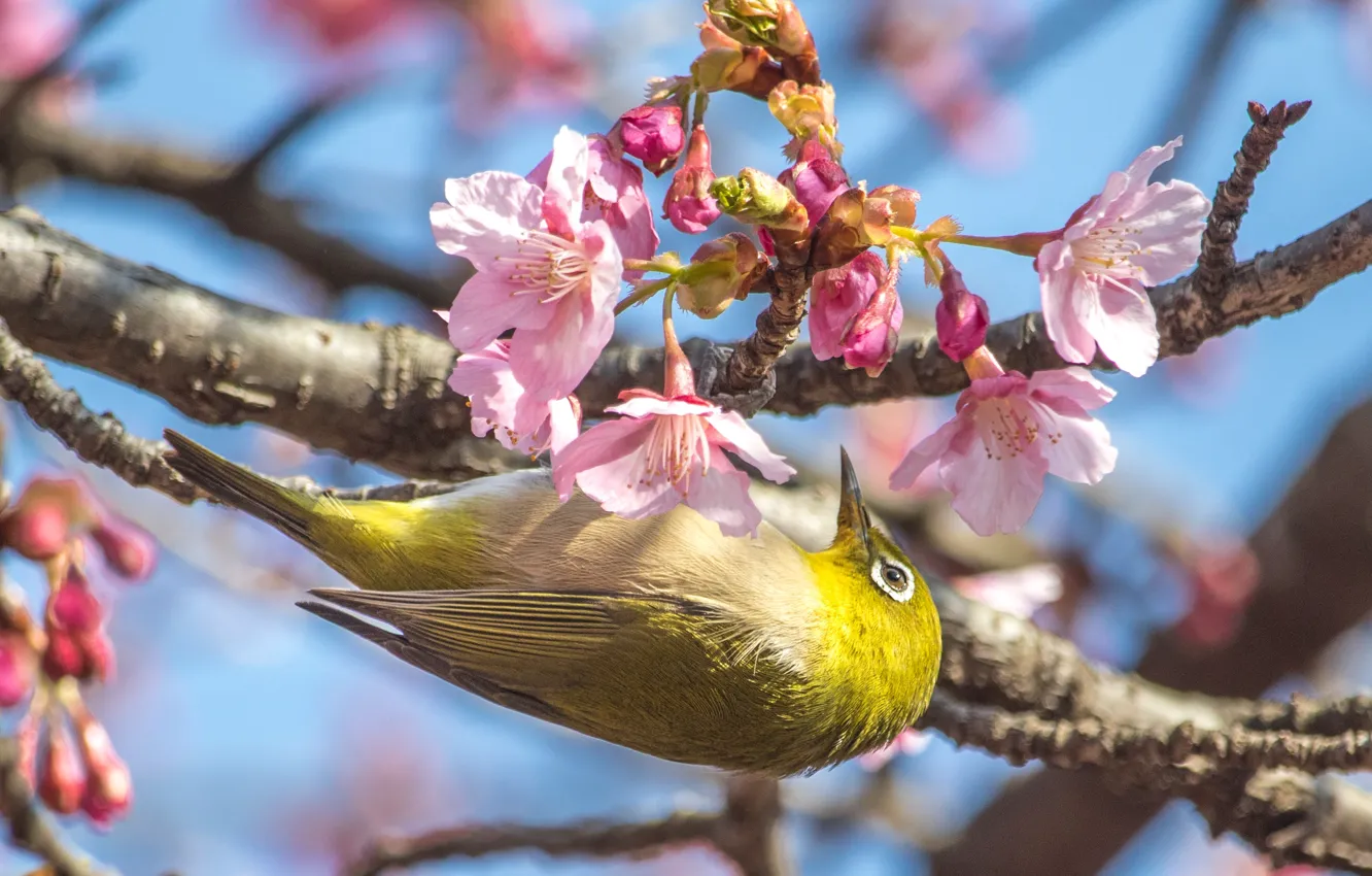 Photo wallpaper flowers, pose, bird, branch, spring, flowering, Japanese white-eye