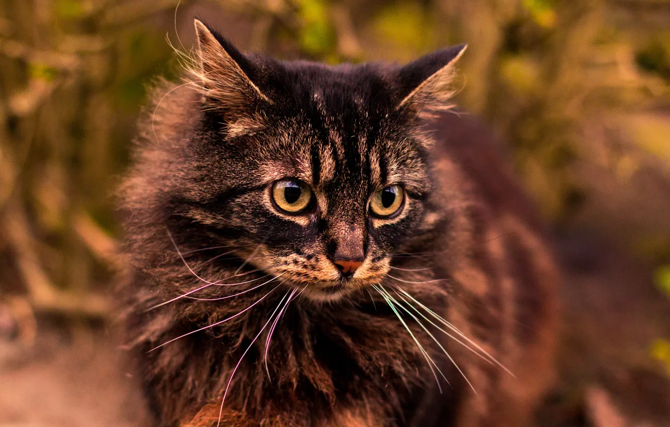 Photo wallpaper cat, cat, look, grey, background, portrait, fluffy