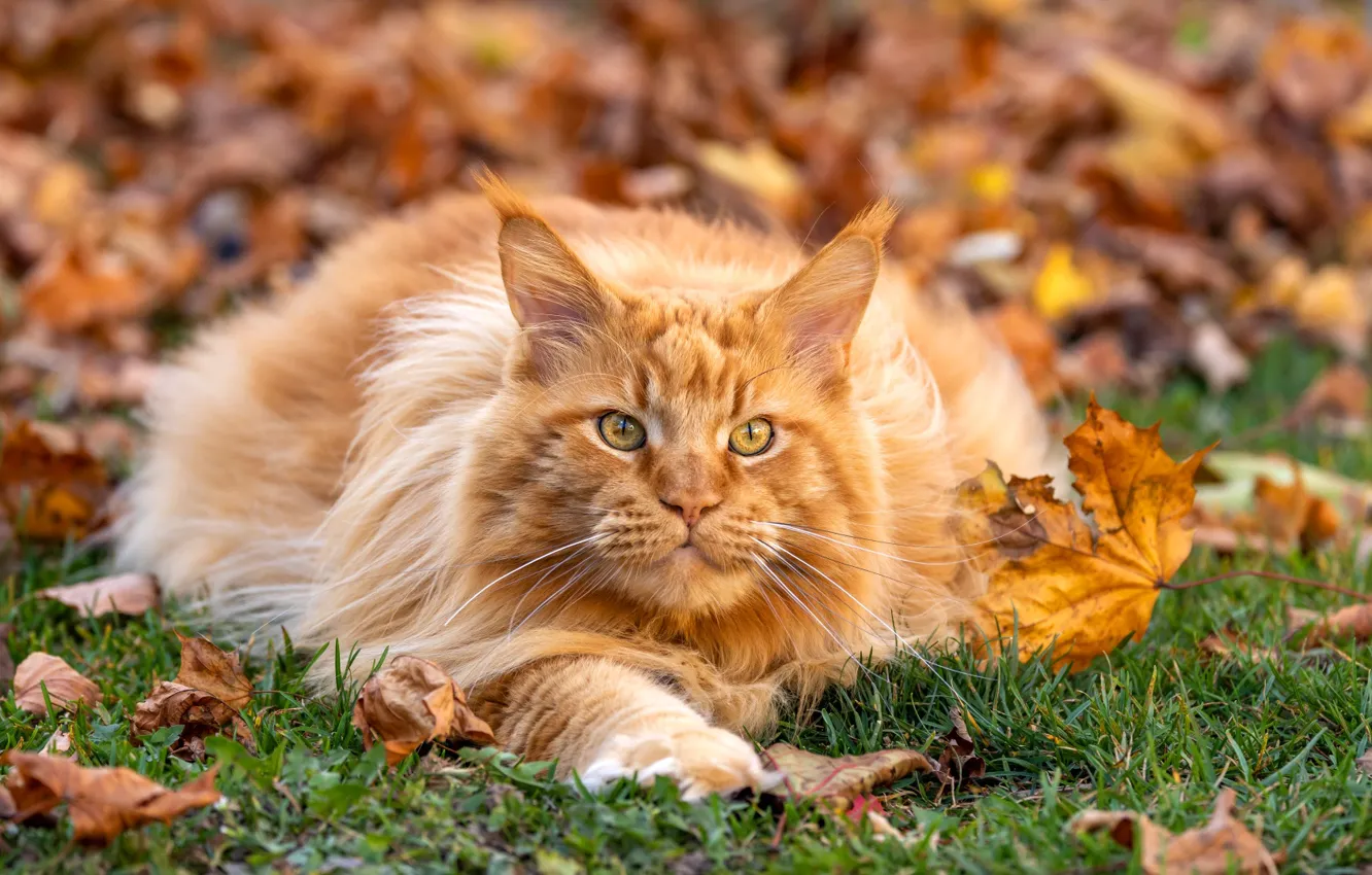 Photo wallpaper autumn, cat, cat, look, nature, pose, glade, foliage