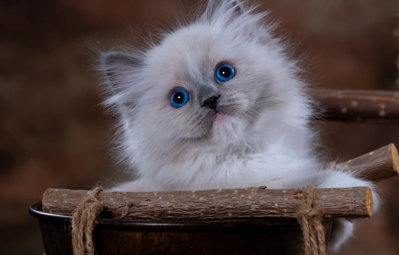 Photo wallpaper cat, look, sweetheart, portrait, sticks, muzzle, bucket, kitty