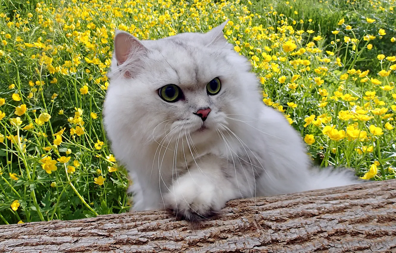 Photo wallpaper cat, flowers, fluffy
