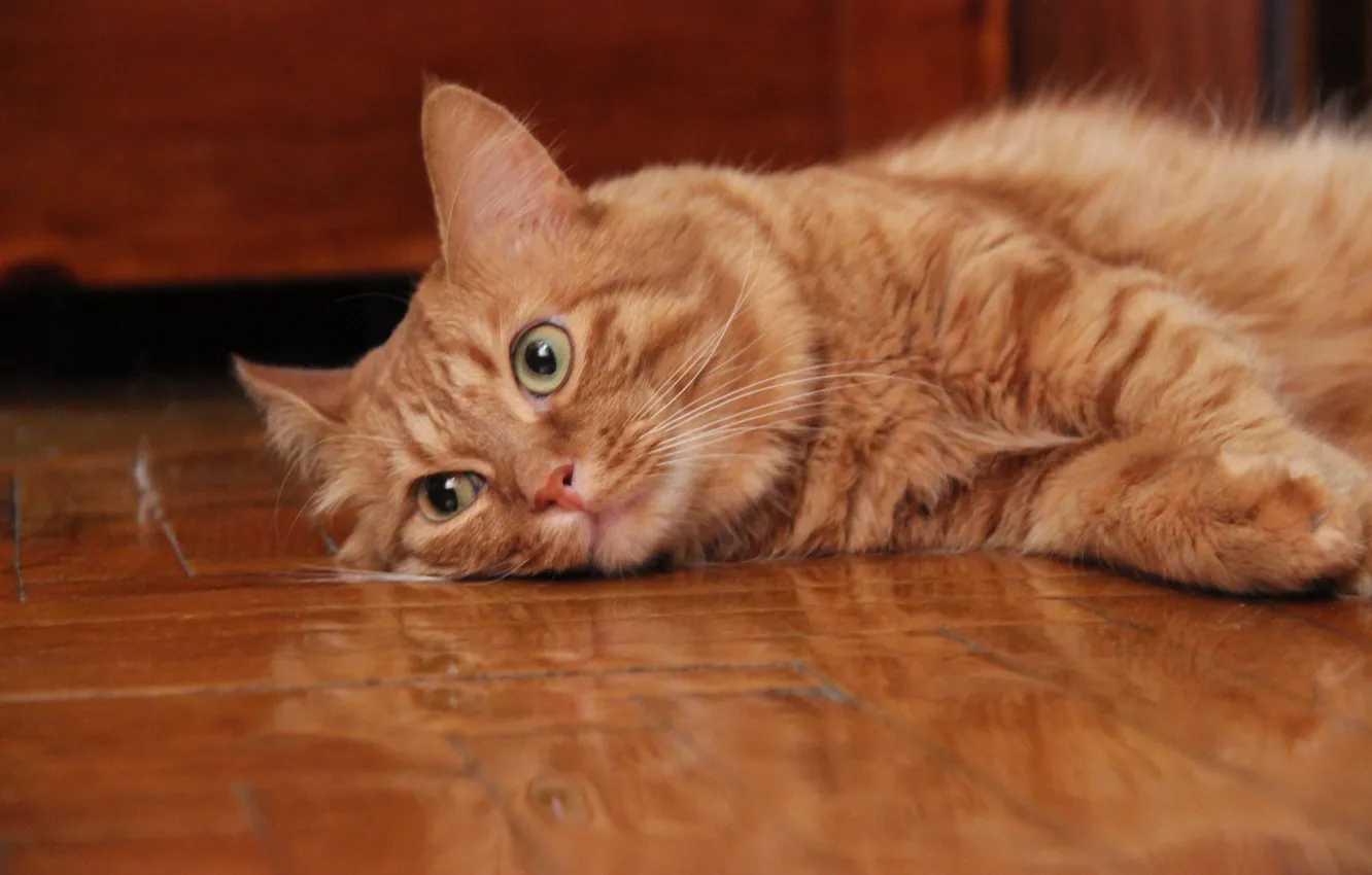 Photo wallpaper cat, cat, red, striped, baleen, doberkat