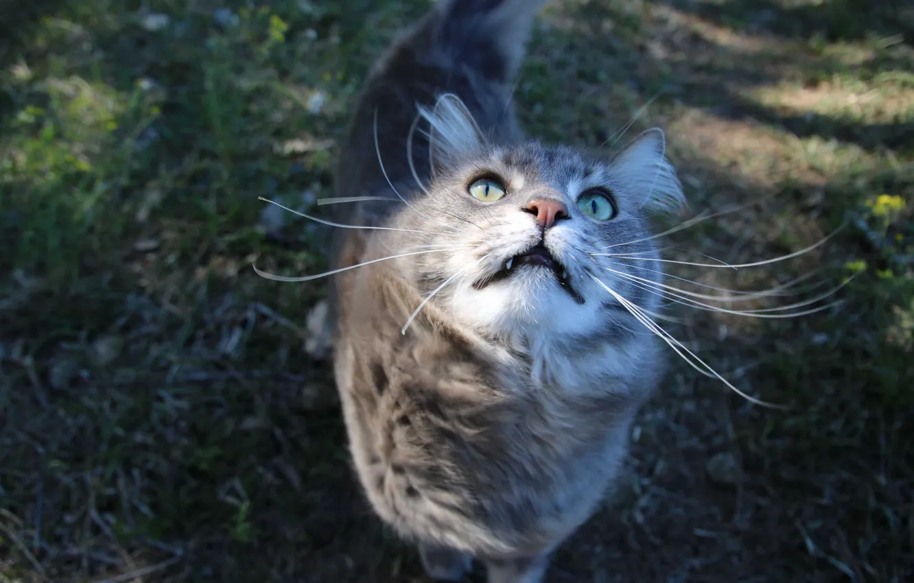Photo wallpaper cat, mustache, look