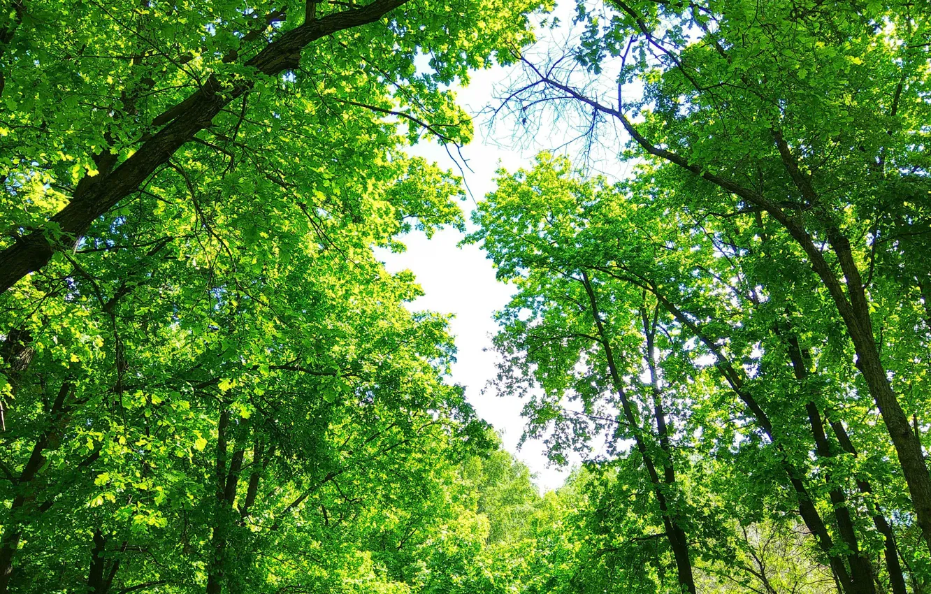 Photo wallpaper forest, summer, trees, Park