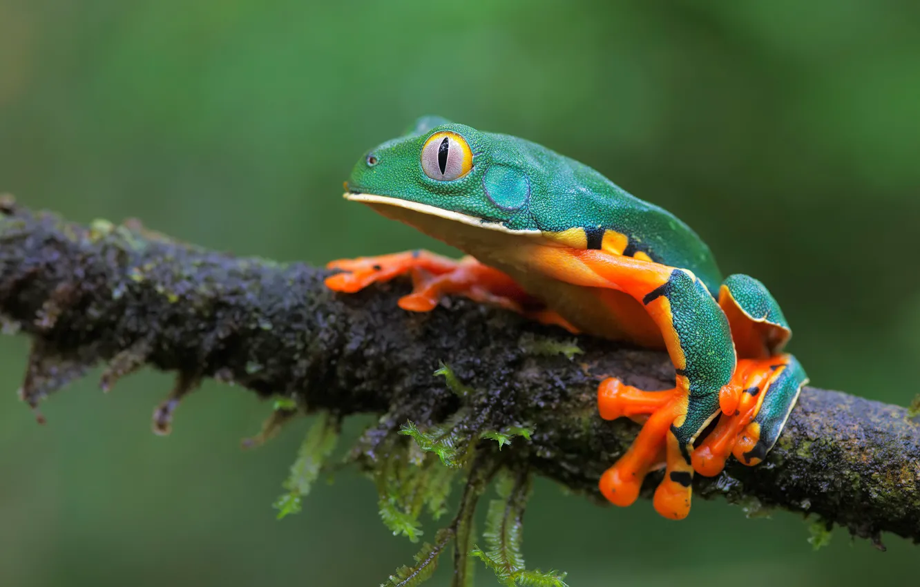 Photo wallpaper branches, background, bright, frog, treefrog, dendrobates