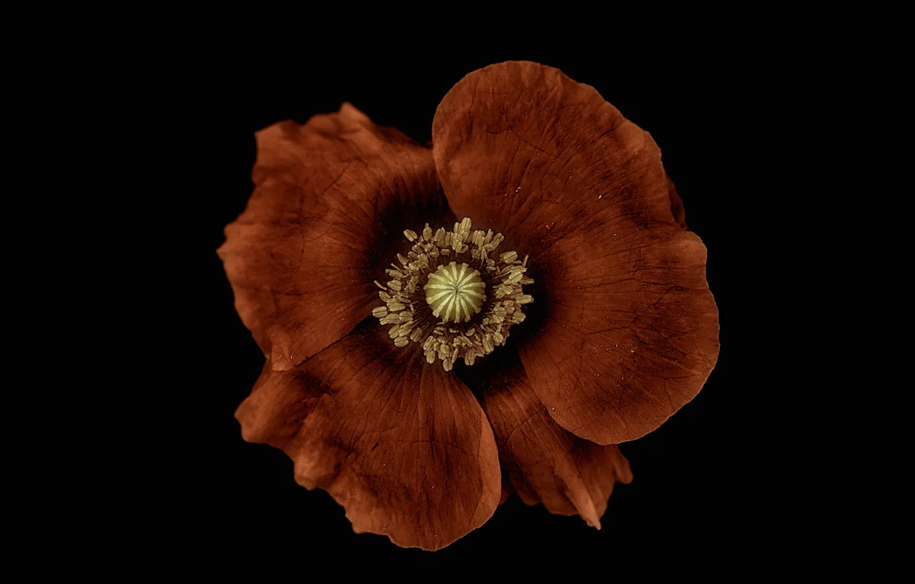 Photo wallpaper macro, background, Mac, petals