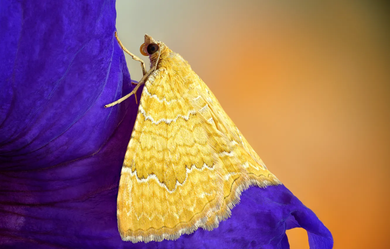 Photo wallpaper flowers, butterfly, moth