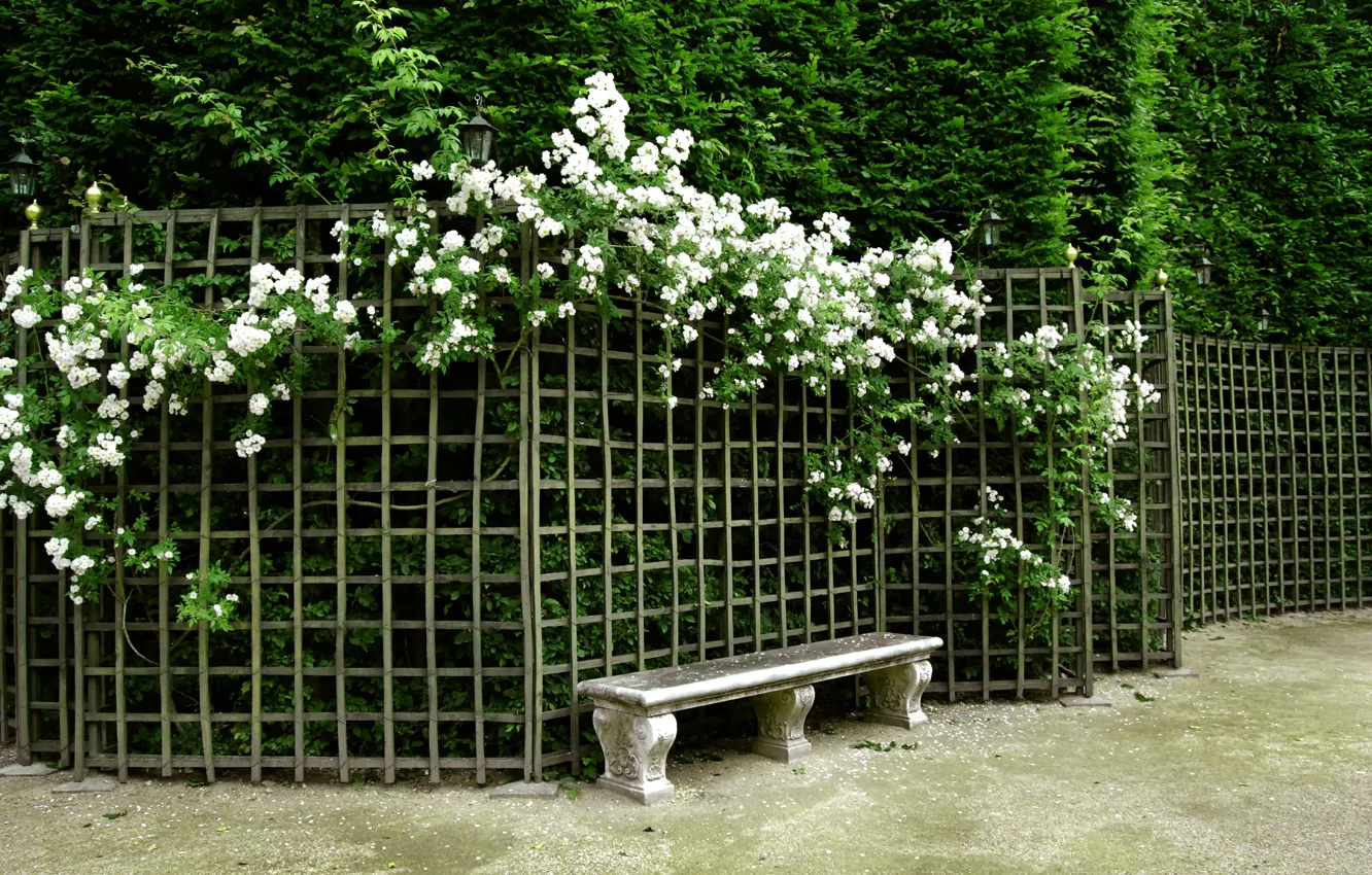 Photo wallpaper flowers, bench, nature, Park, garden, Nature, park, flowers