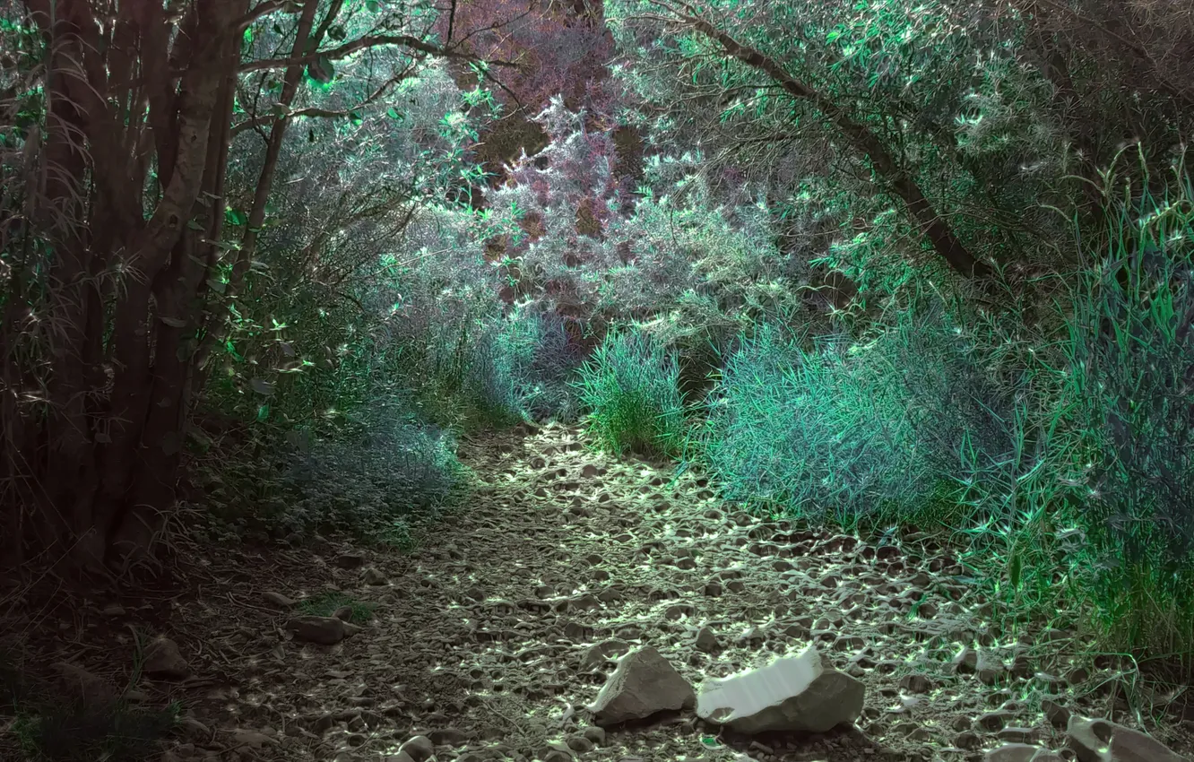 Photo wallpaper forest, trees, nature, wood, stones, greenery, Colorado, Psychedelic