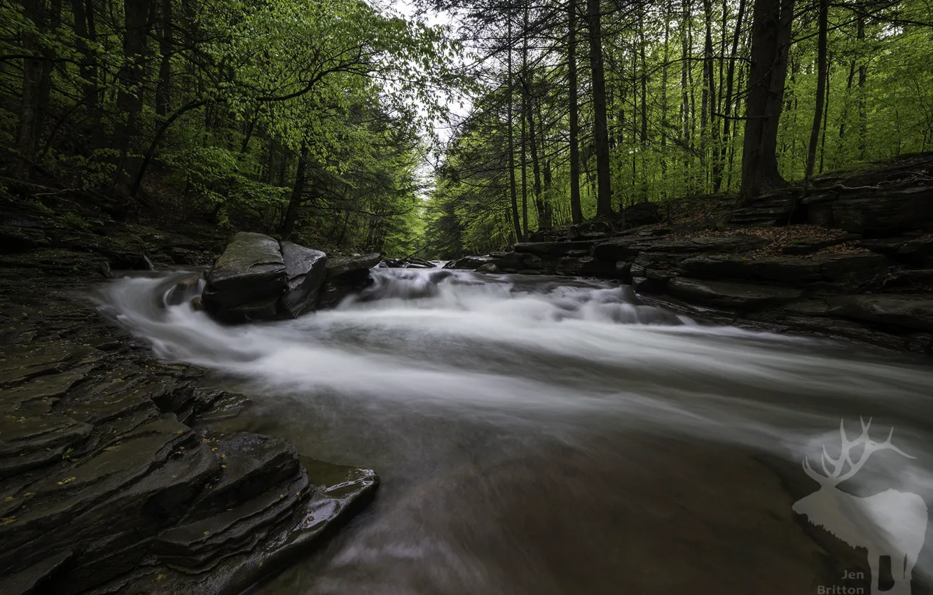 Photo wallpaper forest, trees, nature, river, stream