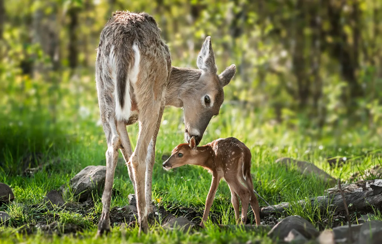 Photo wallpaper forest, animals, nature, cub, deer, fawn