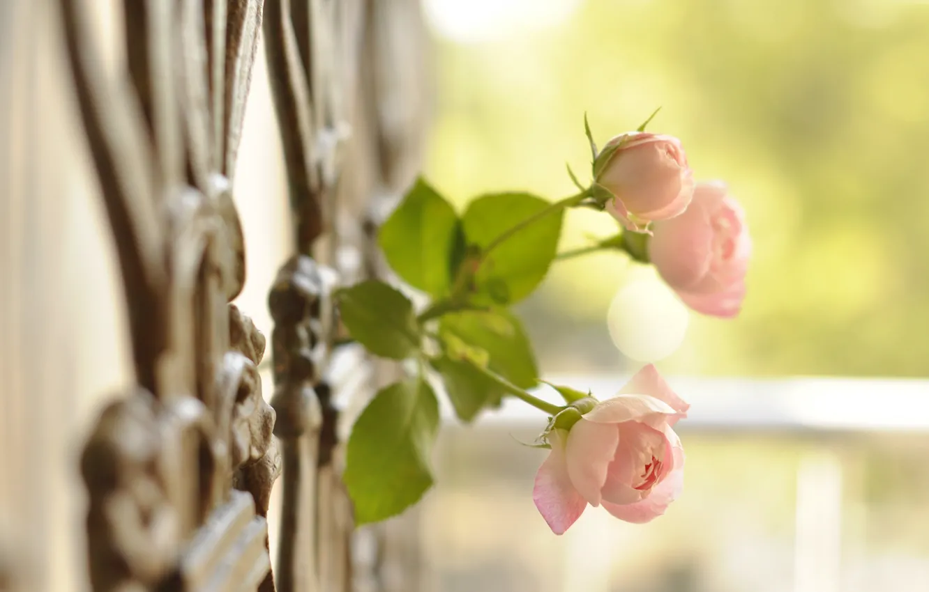 Photo wallpaper macro, the fence, roses, buds