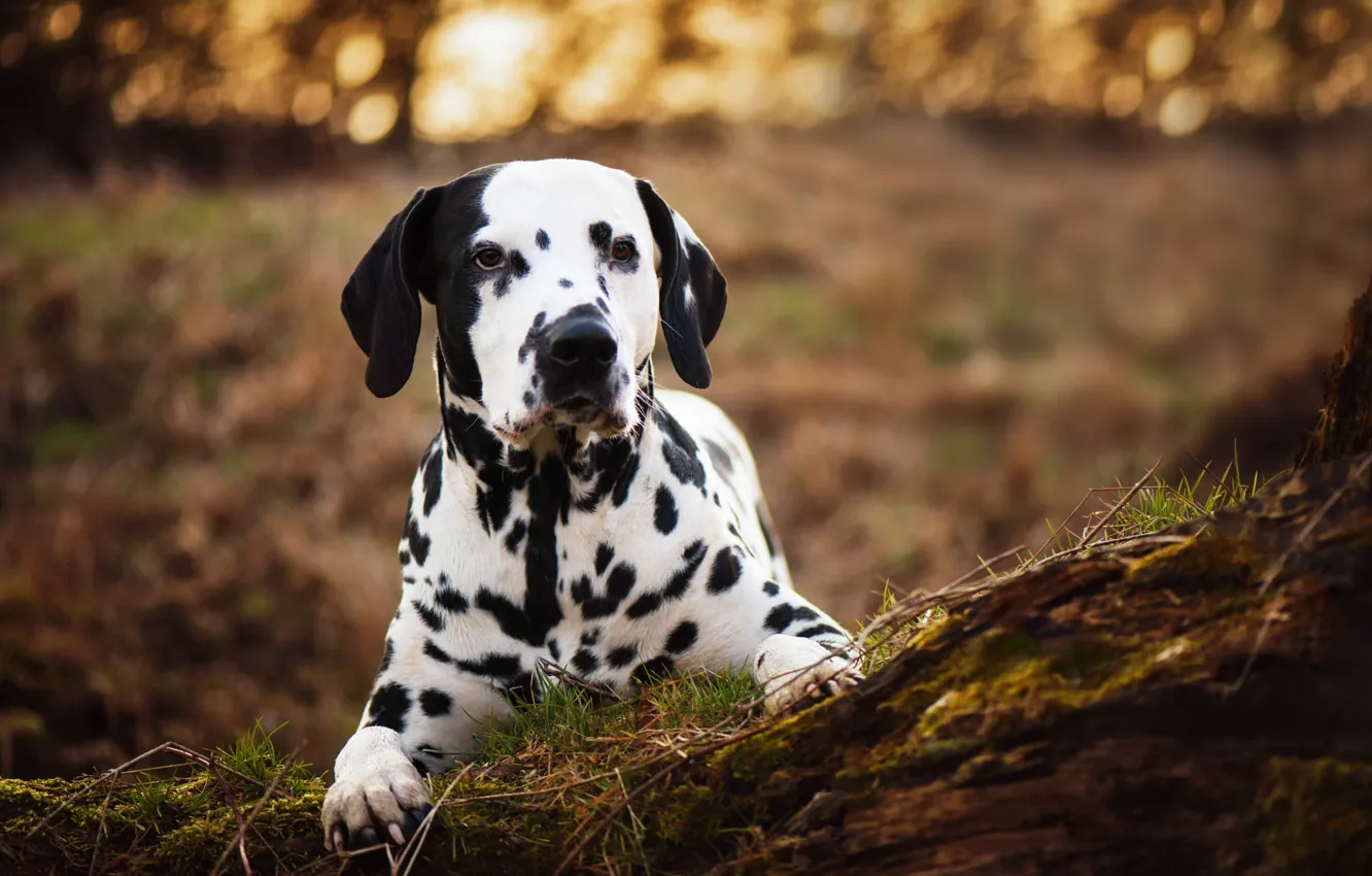Photo wallpaper nature, dog, Dalmatians