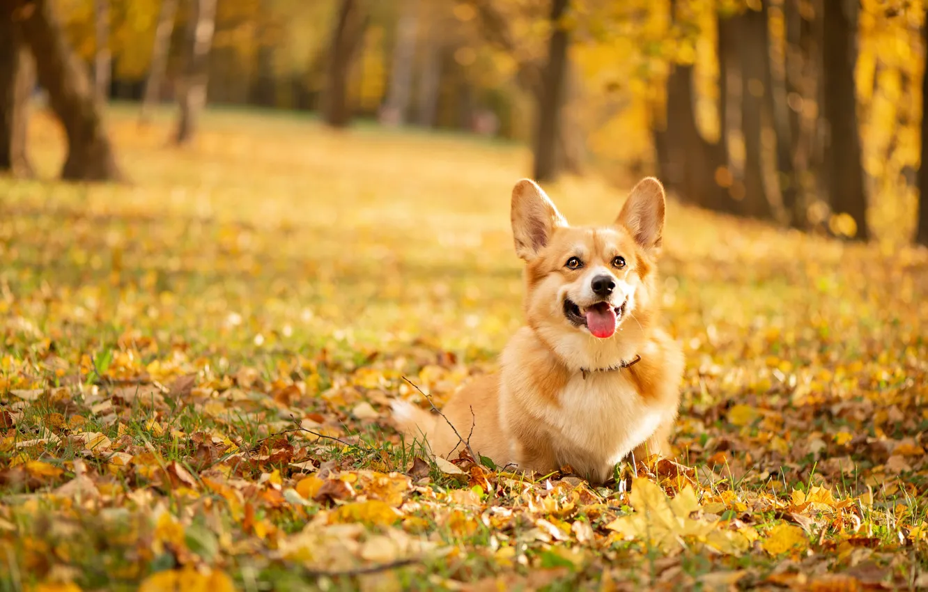 Photo wallpaper autumn, forest, language, nature, Park, glade, foliage, dog