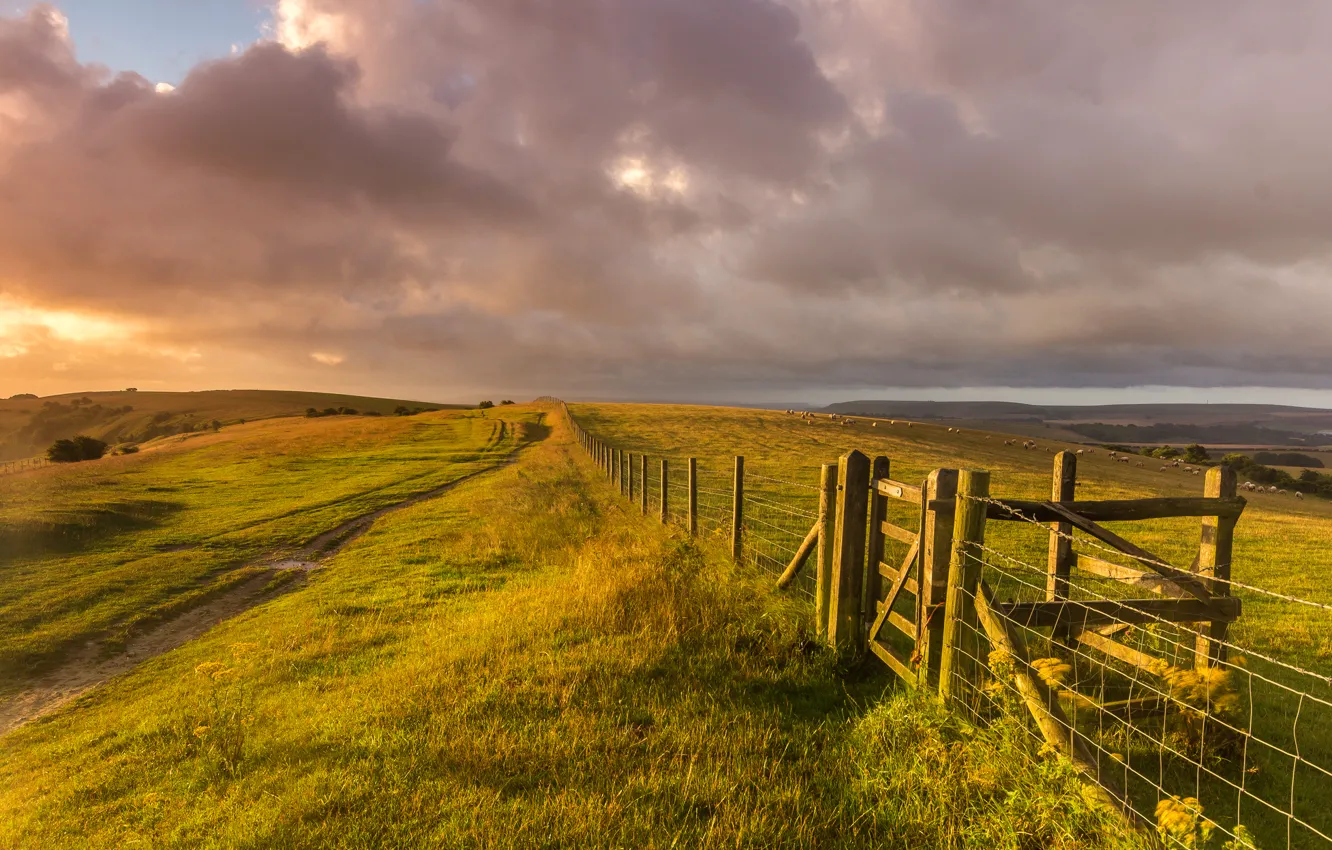Photo wallpaper field, grass, landscape, nature, hills, the fence, sheep, England