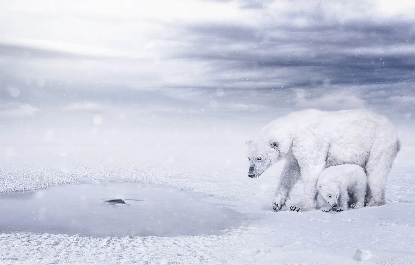 Photo wallpaper winter, look, water, snow, clouds, nature, shore, bear