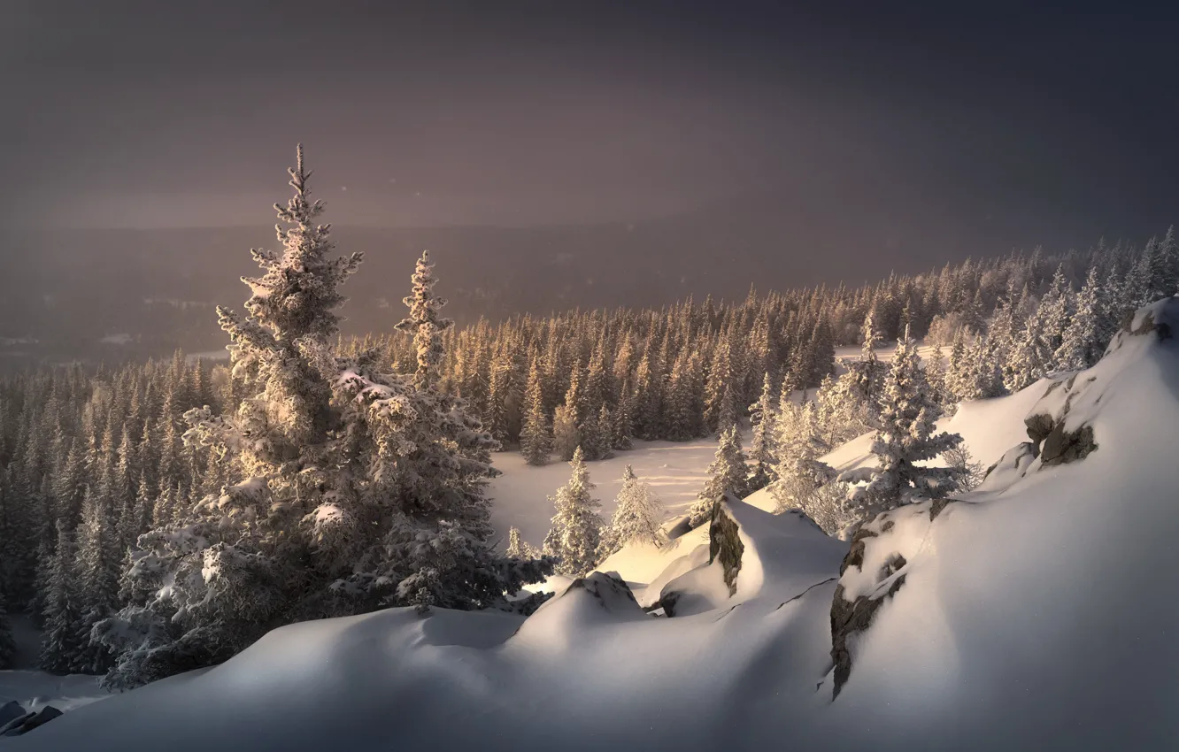 Photo wallpaper winter, frost, forest, light, snow, mountains, nature, fog