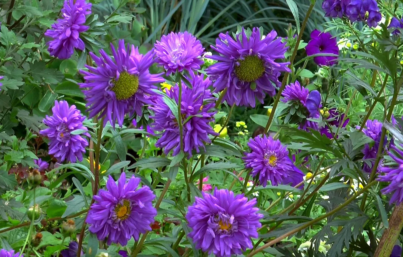 Photo wallpaper autumn, flowers, asters