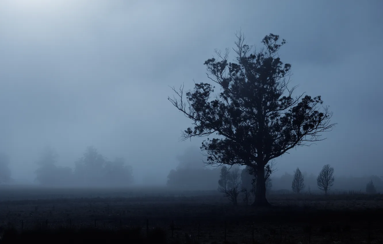 Photo wallpaper trees, fog, silhouette