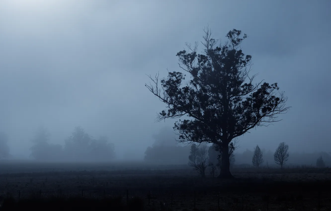 Photo wallpaper fog, tree, silhouette