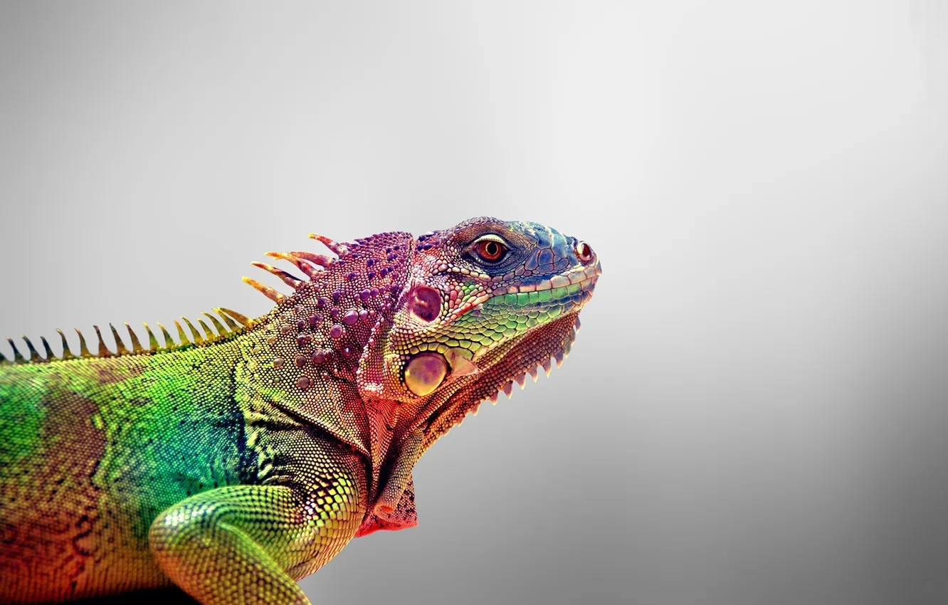 Photo wallpaper color, lizard, animals, Iguana, Igauna