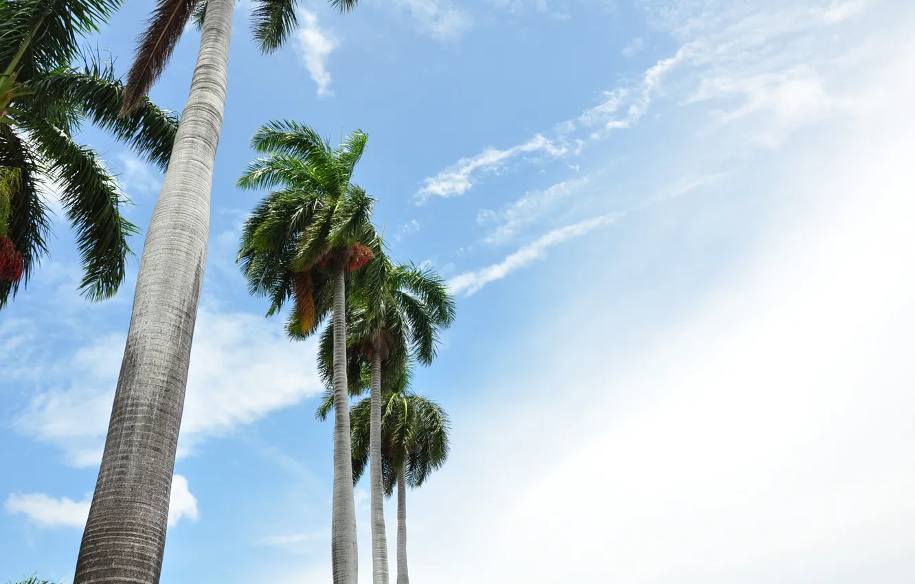 Photo wallpaper summer, the sky, the sun, palm trees, USA, USA, America, Miami