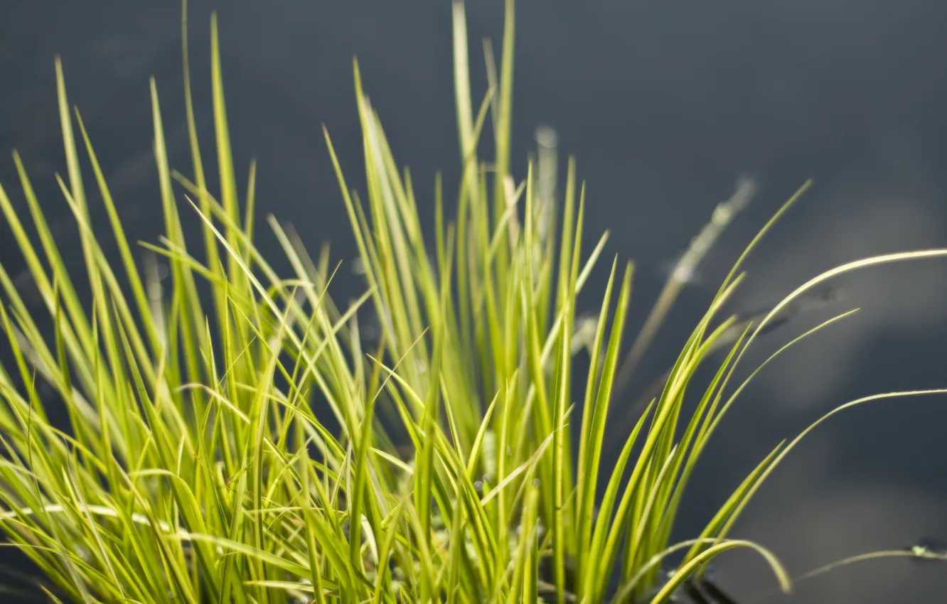 Photo wallpaper grass, macro, Bush