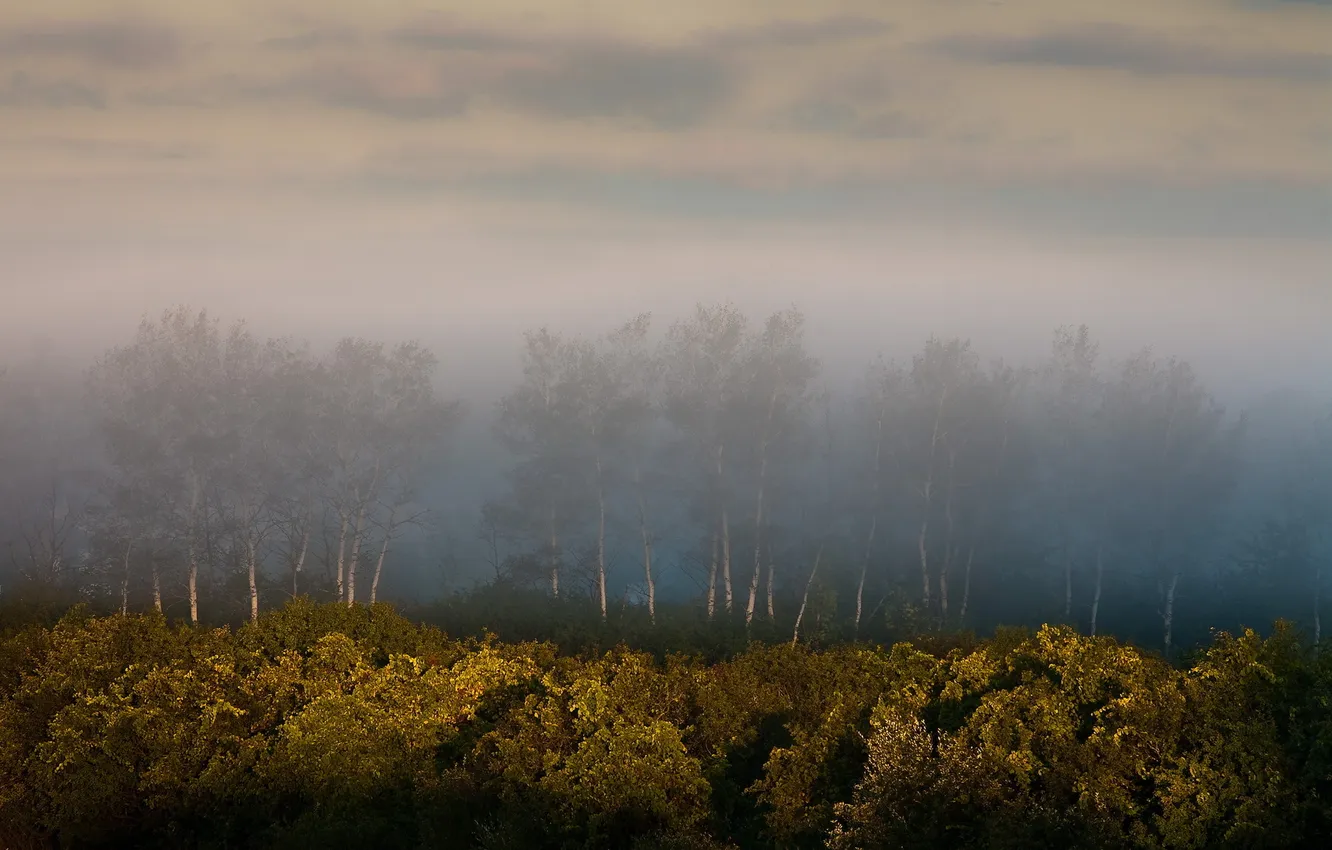 Photo wallpaper field, trees, landscape, fog, morning