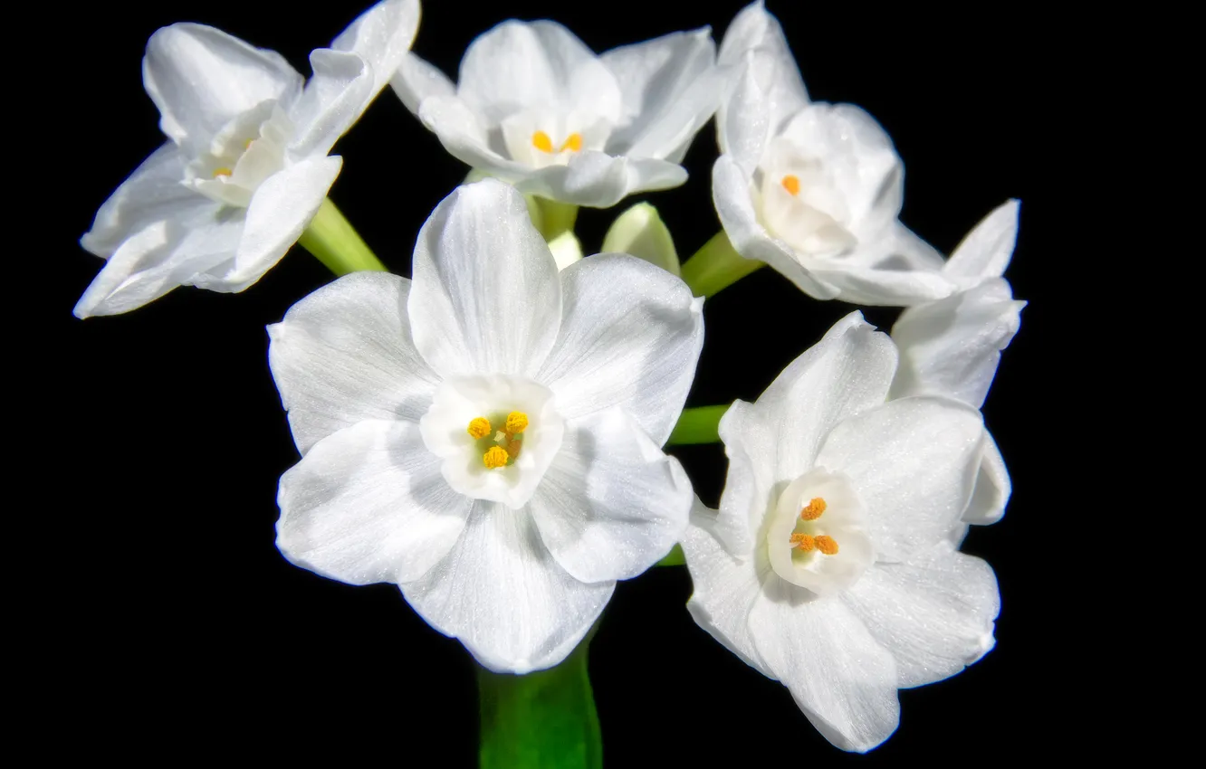 Photo wallpaper flowers, white, daffodils