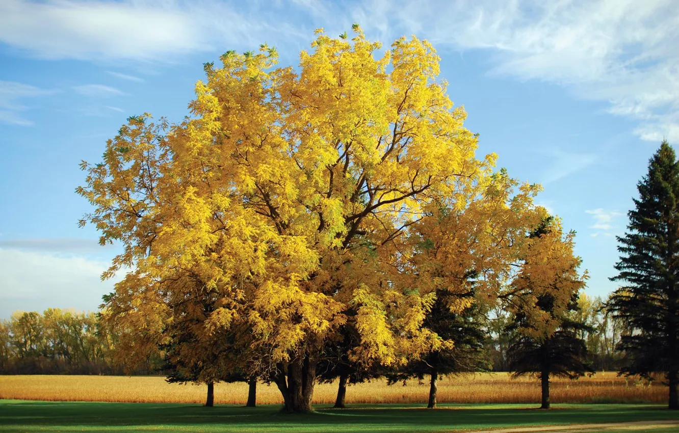 Photo wallpaper autumn, trees, nature