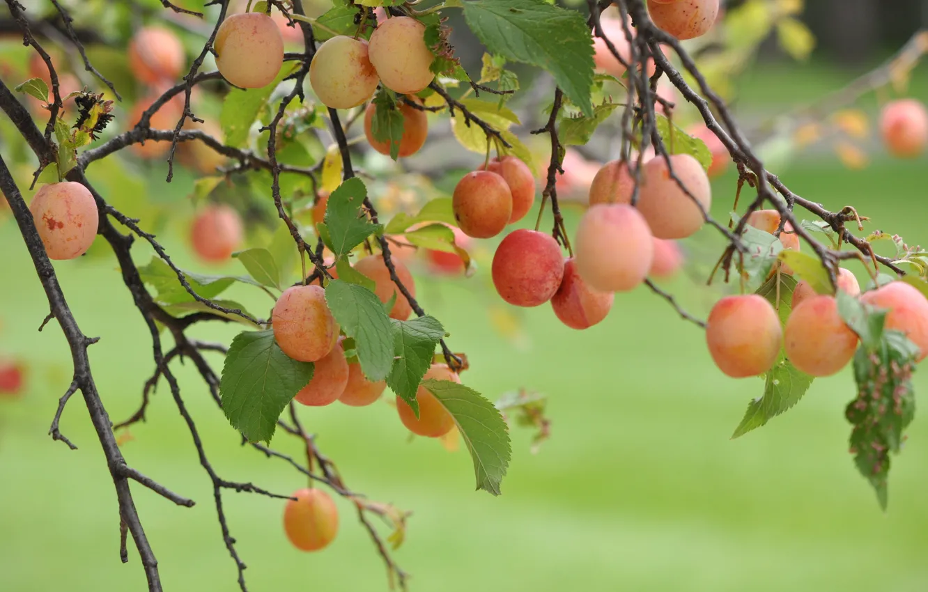 Photo wallpaper branches, berries, garden, plum