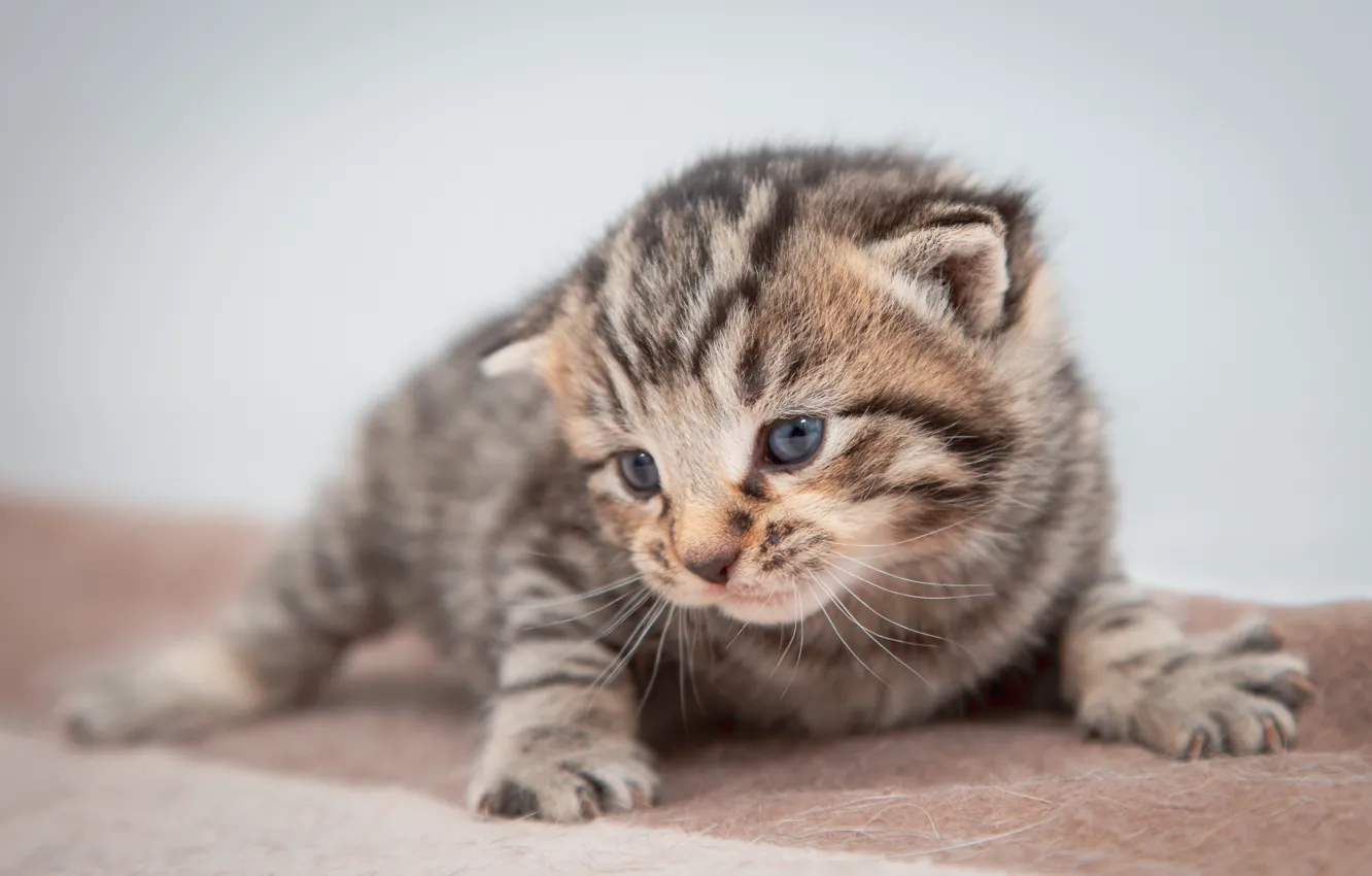 Photo wallpaper cat, grey, background, baby, muzzle, plaid, kitty, striped