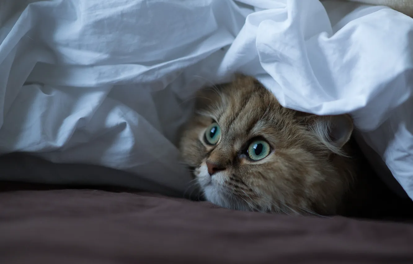 Photo wallpaper cat, look, room, fabric