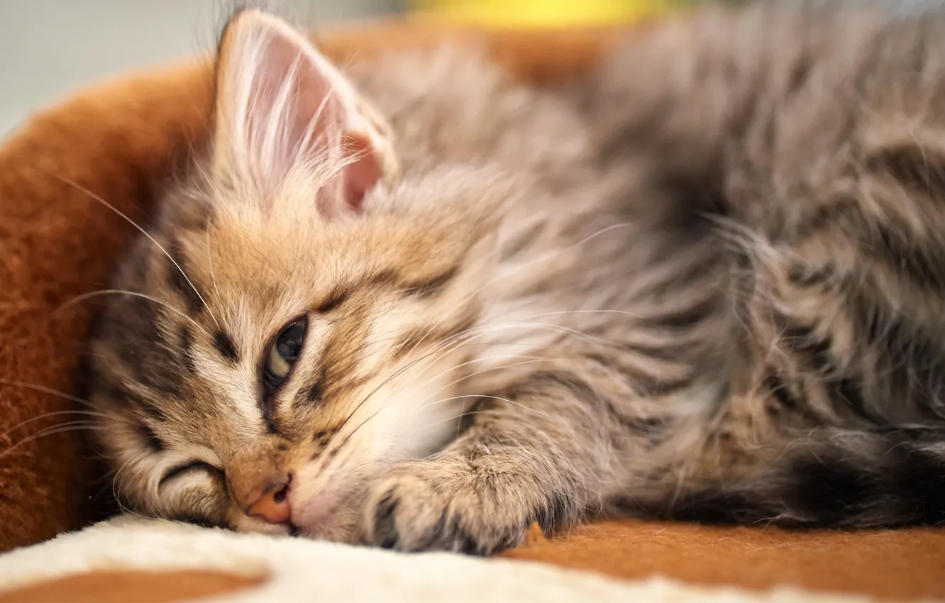 Photo wallpaper cat, kitty, sleeping, lying