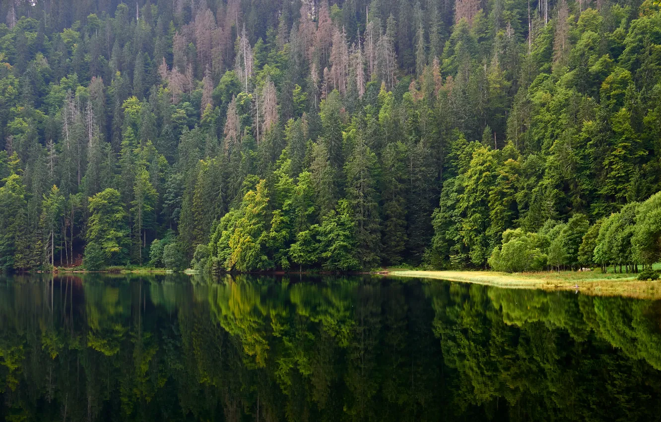 Photo wallpaper greens, forest, summer, water, trees, mountains, lake, reflection