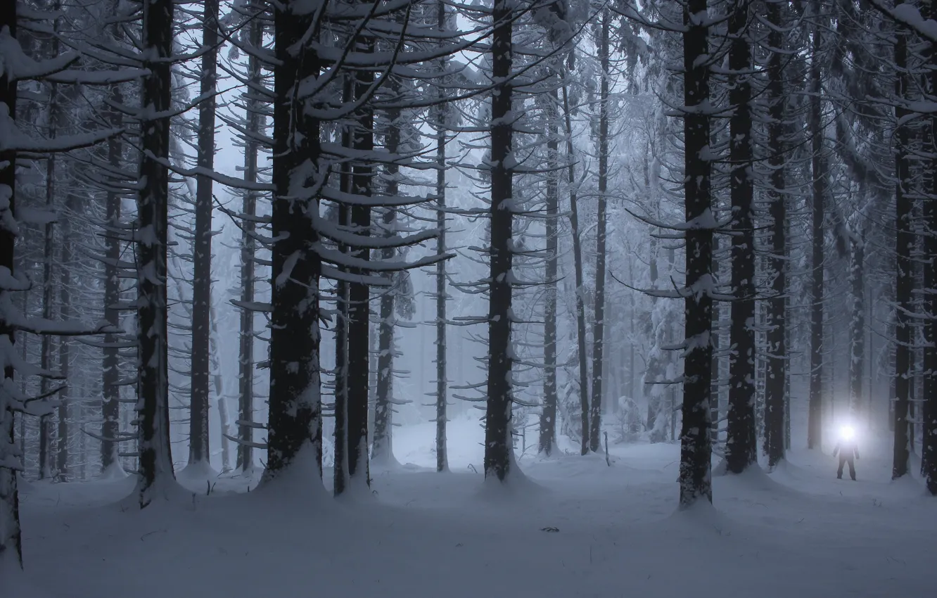 Photo wallpaper winter, forest, snow